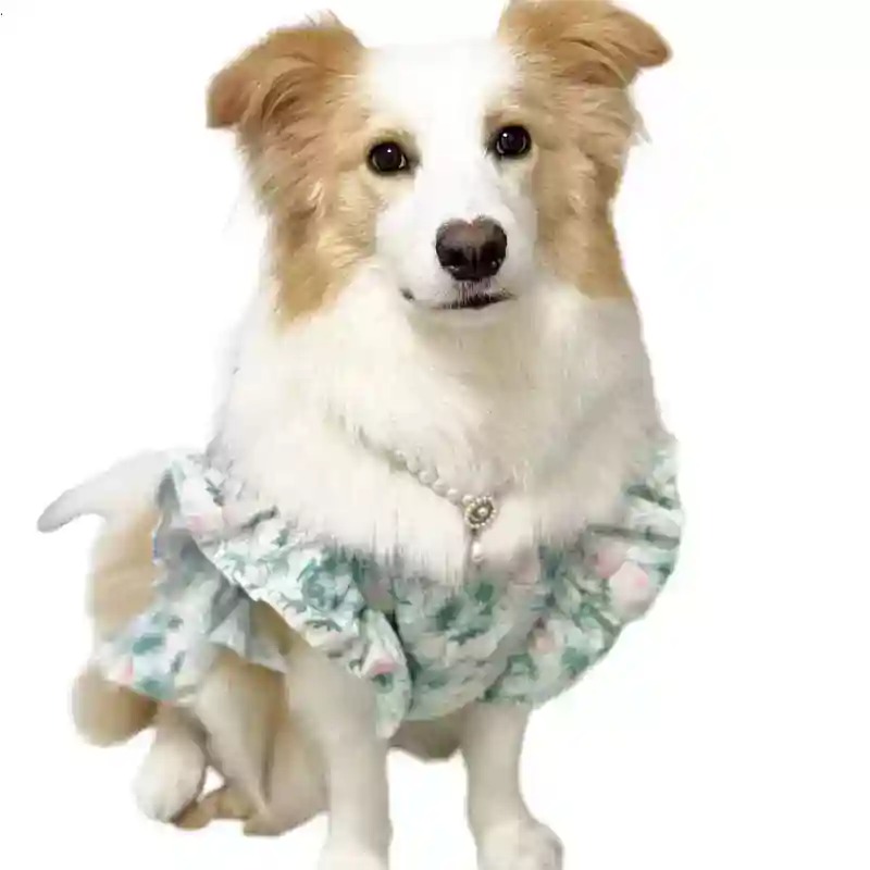 ملابس للحيوانات الأليفة لفصلي  - مراجعة Summer Dog Clothing وسعره